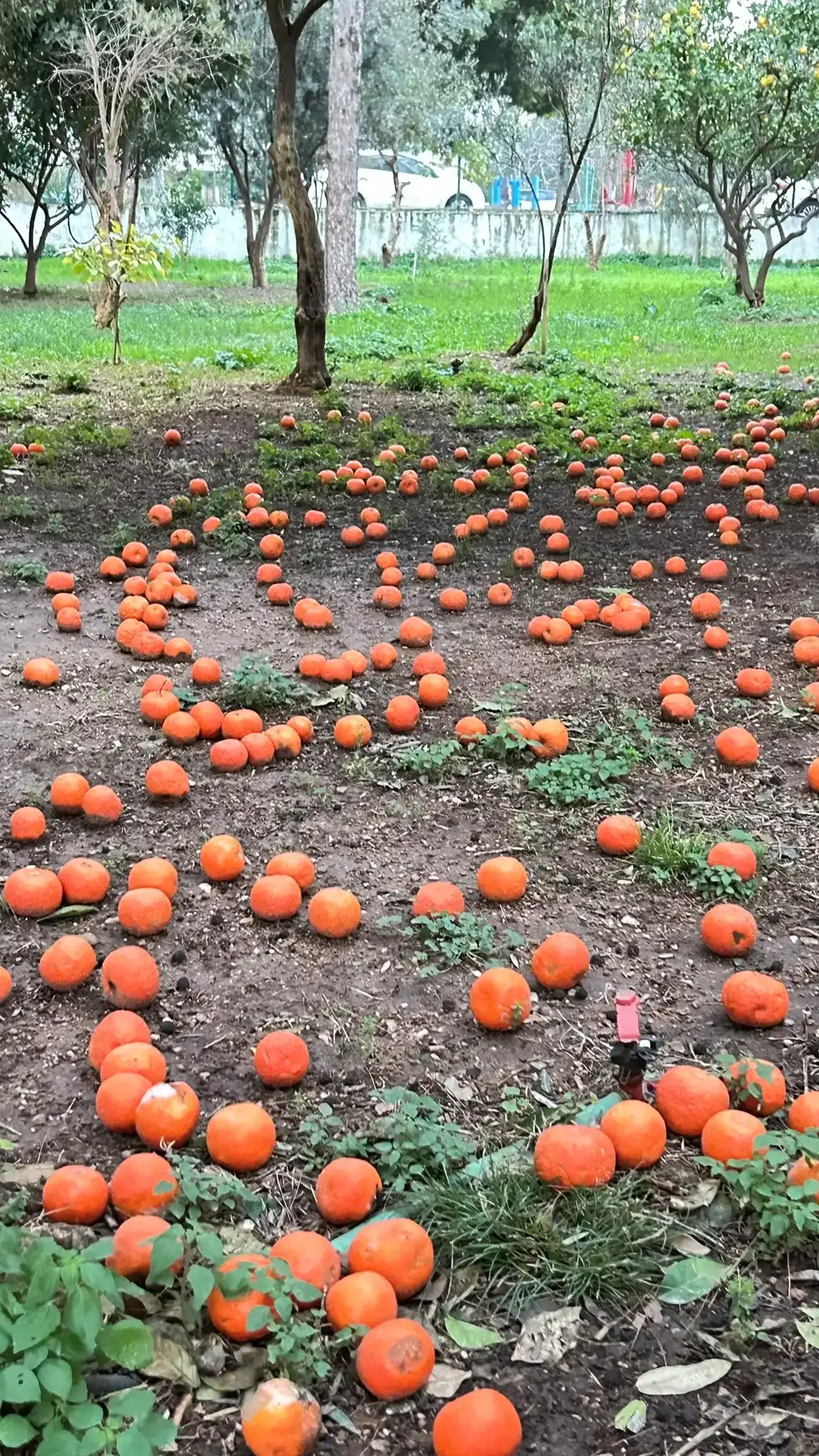 Antalya’nın Simgesi Turunçlar Dallardan Yere Düştü! 2